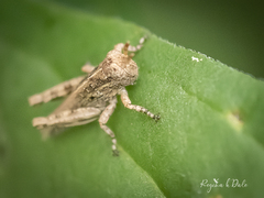 Melanoplus punctulatus