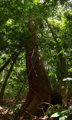 Beilschmiedia osacola