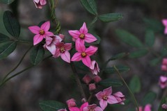 Boronia umbellata