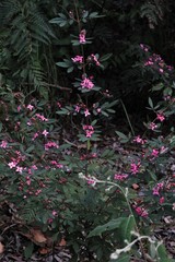 Boronia umbellata