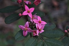 Boronia umbellata