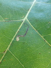 Stigmella nigriverticella