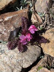 Pedicularis nordmanniana