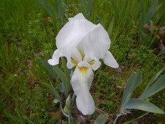 Iris albicans