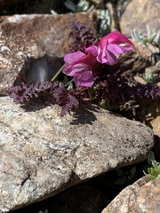 Pedicularis nordmanniana