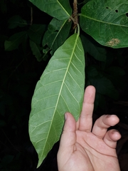 Ficus costaricana