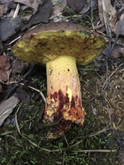 Boletus billieae