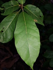 Ficus costaricana