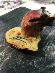 Boletus billieae