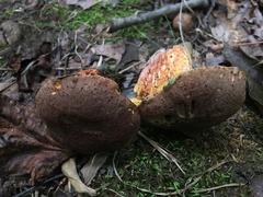 Boletus billieae