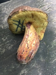 Boletus billieae