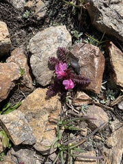 Pedicularis nordmanniana
