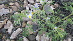 Solanum citrullifolium