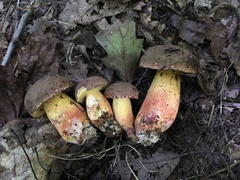 Boletus billieae