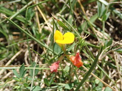 Lotus corniculatus