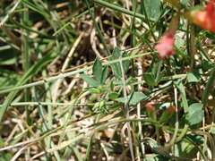 Lotus corniculatus