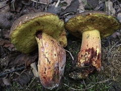 Boletus billieae