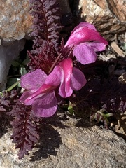 Pedicularis nordmanniana