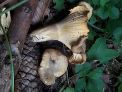 Cantharellus amethysteus