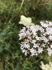 Eristalis horticola
