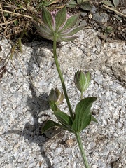 Astrantia maxima