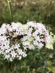 Eristalis horticola