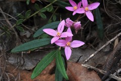 Boronia hapalophylla