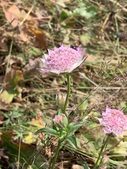 Astrantia maxima