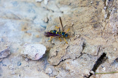 Psammaletes mexicanus