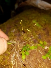 Specklinia microphylla