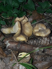 Cantharellus amethysteus