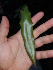Calophyllum