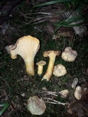 Cantharellus amethysteus