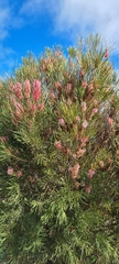 Hakea multilineata