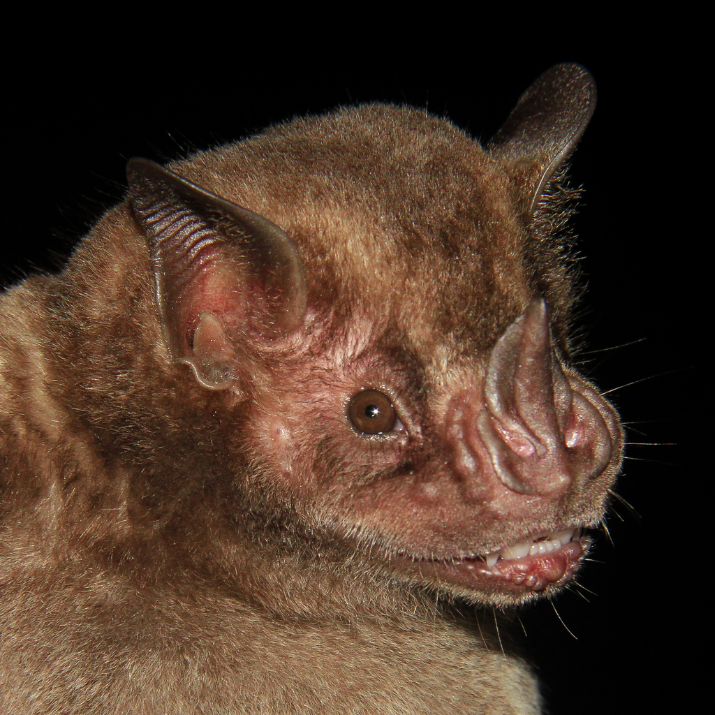 Fringed Fruit-Eating Bat