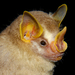 Dwarf Fruit-eating Bat - Photo (c) Roberto Leonan Morim Novaes, some rights reserved (CC BY-NC), uploaded by Roberto Leonan Morim Novaes