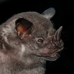 Artibeus obscurus