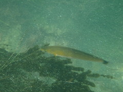 Halichoeres californicus