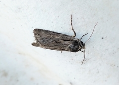 Sympistis mackiei