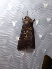Thysanoplusia calceolaris