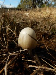 Coprinellus truncorum