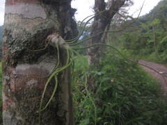 Tillandsia bulbosa