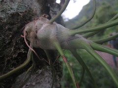 Tillandsia bulbosa