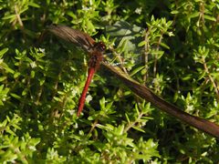 Sympetrum sanguineum