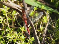 Sympetrum sanguineum
