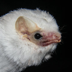 Lesser Ghost Bat photo 3