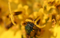 Anthaxiini