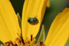 Anthaxiini