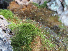 Anacamptodon splachnoides