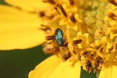 Anthaxiini